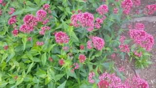 Jupiters Beard Red Valerian [upl. by Alyakcim648]