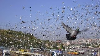 RASA KULBACKI LIVELOTY GOLEBI MISTRZOWSKA DRUZYNA RACING PIGEON STUD Hodowla Gołębi Sportowych [upl. by Annohs247]