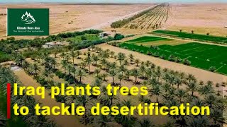 Iraq Plants trees to tackle desertification [upl. by Jann393]