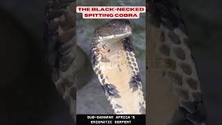 Exploring the Black Necked Spitting Cobra  Sub Saharan Africas Enigmatic Serpent [upl. by Andrey]