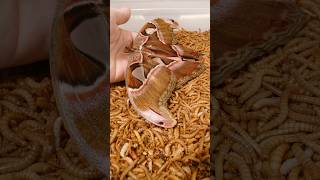 Atlas moth vs mealworms Timelapse [upl. by Carleen329]