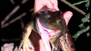 Froggin with a Blowgun [upl. by Langille]