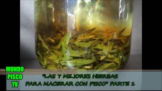 LAS 7 MEJORES HIERBAS PARA MACERAR CON PISCO PARTE 1  HOJAS DE COCAMUÑACEDRONDIOMEDES ARANGO [upl. by Cowden705]