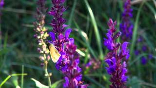 Insekten und Bestäubung [upl. by Stoneham]