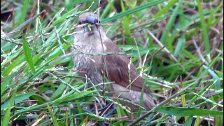 20231216  淡水河流域同步鳥類調查中正橋福和濕地  斑文鳥Lonchura punctulata 吃飽喝足 2 [upl. by Atteloj]