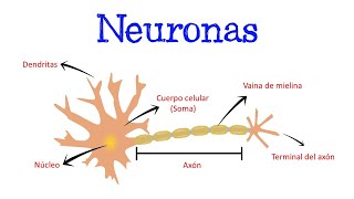 🧠 ¿Qué son las Neuronas ✨ Partes y Funciones 🧠 Fácil y Rápido  BIOLOGÍA [upl. by Elena]