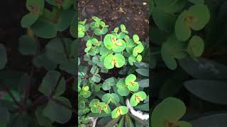 Euphorbia amygdaloides purpurea  perennial plant garden plant short plants flowers euphoria [upl. by Dulcle]