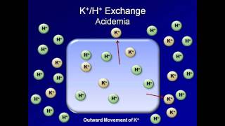 Normal AcidBase Regulation ABG Interpretation  Lesson 2 [upl. by Nivlek]