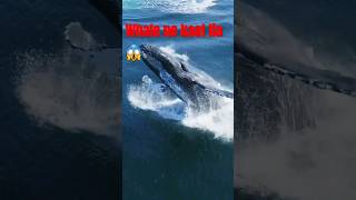 Humpback whalewhale shorts short trending youtubeshorts viralshorts [upl. by Nehtan]