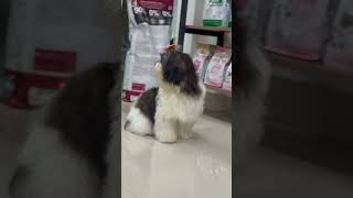 Maggy🧚🏼‍♂️ groomed dogcare pets grooming cute groomingtime huskygrooming puppy dogbreed [upl. by Arenat446]