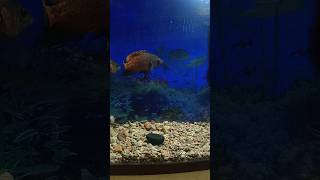 Oscar Fish reaction😱 o ye kya dekh liya oscarfishlover fishaquarium fishlovers worldfish [upl. by Ivzt802]