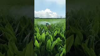 Turmeric Farming • Fungicides Spraying agriculture spraying turmeric farming shorts [upl. by Claudelle]