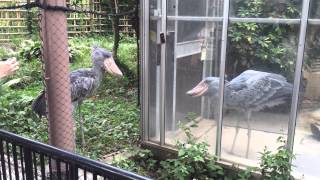 Shoebill Storks Fighting [upl. by Onaicnop]