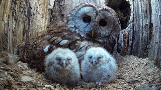 Wild Tawny Owls Adopt 6 Orphaned Owlets  Full Story  Luna amp Bomber  Robert E Fuller [upl. by Kariotta294]