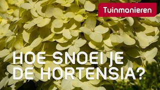 Hortensia snoeien op drie manieren  Tuinmanieren [upl. by Preuss]