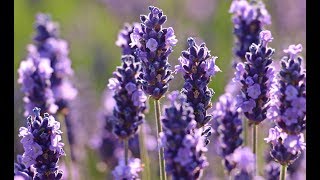 LAVANDA Beneficios y Propiedades para la Salud [upl. by Ralyks]