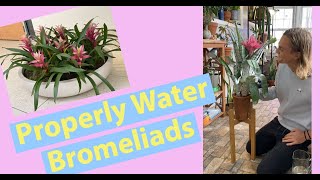 How to Properly Water Bromeliads shorts houseplant bromeliad [upl. by Jannelle]