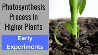 Photosynthesis Process in Higher Plants  Early experiments [upl. by Nyrual]