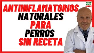 🟠 Mejor Antiinflamatorio para Perros Casero 🟠 Antiinflamatorios Naturales Para perros sin Receta [upl. by Nemrak]