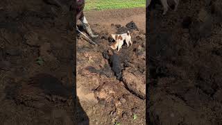 RattingTerriers JRT’s at is again Rat dead [upl. by Adnorhs]