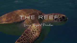 The Reef II Blue Bay Curacao New Luxury Ocean amp Golfview Apartments [upl. by Anihtyc]