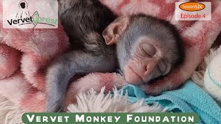 Join us on our travel to collect baby orphan monkey no 5 Shallan returns to her wild home [upl. by Proudlove]