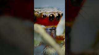 6 Spider Facts in 60 Seconds  NSTEM [upl. by Dnalon]