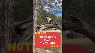 These goats love to climb familyfarmadventure babyanimals zoo babymammals wildlife goat [upl. by Hillier]