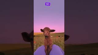 Sheeps Facts youtubeshorts viralshorts [upl. by Wareing]