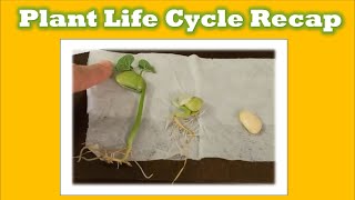 Seed Plant Life Cycle Recap for Kids [upl. by Ardnuasak]