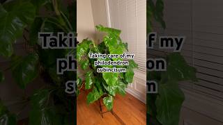 Treating my philodendron subincisum for pest houseplants plantcare plantmaintenance [upl. by Htebsil32]