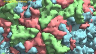 human rhinovirus C15 model suggests novel topography receptor preference amp immunogenicity [upl. by Countess590]