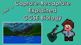 CaptureRecapture Equation Explained with Example  WJEC Biology  GCSE REVISION Year 11 [upl. by Broeker]