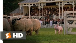 Babe 89 Movie CLIP  The Sheep Pig 1995 HD [upl. by Jeddy]