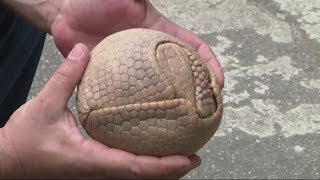 Full Body Armor Cant Protect this Armadillo from Humans [upl. by Shermy936]