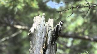 Drumming Yellowbellied Sapsucker [upl. by Liponis502]