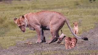 El proceso León embarazada y dando a luz cuatro lindos cachorros [upl. by Erhard965]