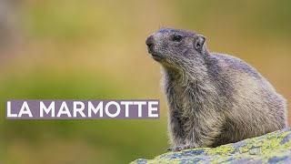 La marmotte [upl. by Coyle]