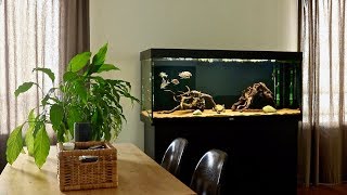 New Tank Setup for my Geophagus Tapajos Red Head Fish  Blackwater Aquarium [upl. by Treborsemaj119]