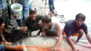 river monsterthe biggest arapaima ever caught on video [upl. by Philipps]