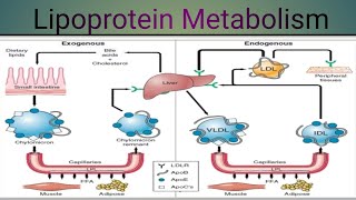 Lipoprotein Metabolism Biochemistry [upl. by Nabatse]