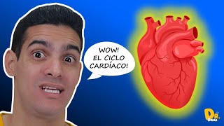 CICLO CARDÍACO la VIDA SECRETA de tu CORAZÓN Explicación detallada [upl. by Atinrev770]