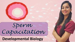 Capacitation of Sperm I Developmental Biology I Animal Reproduction [upl. by Hillery50]