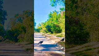 ✨🦃Wild Turkeys crossing the road with Style shorts turkey JorViadventuresUSAChannel [upl. by Reider]