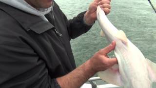 Albino Dogfish Release [upl. by Ambrosi730]