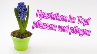 Hyazinthen im Topf pflanzen pflegen halten und überwintern Anleitung [upl. by Ivon975]