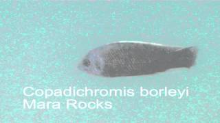 Copadichromis borleyi Mara Rocks [upl. by Digdirb]