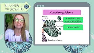 Qual é a relação entre o complexo golgiense e o retículo endoplasmático [upl. by Naneik366]