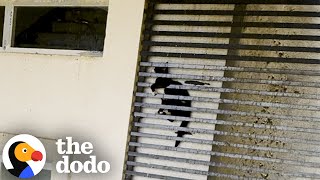 Cat Was Stuck Between Grates Of A 20Story Building  The Dodo [upl. by Nil]