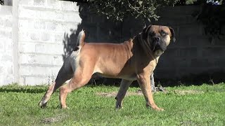 South African Boerboel VEILIGPLEK FUMO [upl. by Isoj]